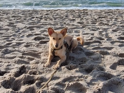 Zaginął piesek. Pomóżmy go odnaleźć!