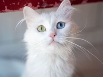 Tak powstają kolory oczu. Nie tylko genetyka ma wpływ