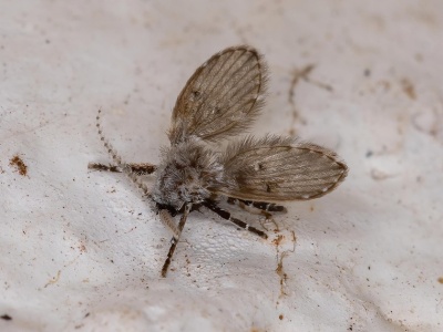 Te małe, włochate muszki wylatują z kanalizacji. Czy ćmianki są groźne? Sprawdź jak je zwalczyć