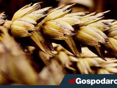 Groźny wirus zagraża naszemu zbożu