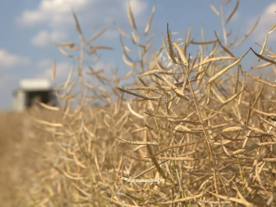 Czy kanadyjska canola ucieknie do Europy? Co z cłami w Ukrainie?