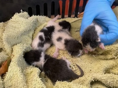 Osiek: dwóch chłopców uratowało porzucone kociaki i sprawnie zorganizowali pomoc