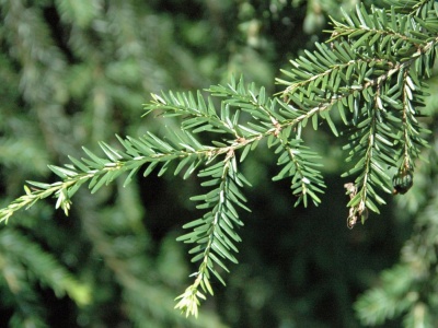 To drzewo bije na głowę tuje. Ma wyjątkowe igły, a do tego jest łatwy w uprawie