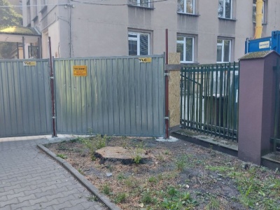 Drzewa przy ul. Lea. Dlaczego Politechnika zdecydowała o ich usunięciu?