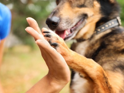 Miłośniczka zwierząt w nietypowych okolicznościach ocaliła prowadzone schronisko