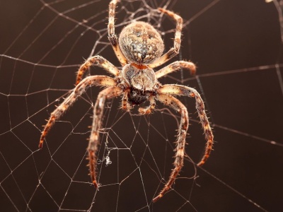 Jak odstraszyć pająki? Prosty i bezpieczny środek działa niezawodnie