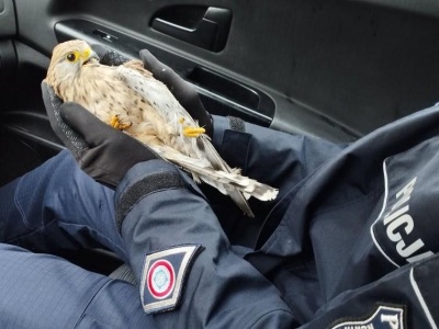 Pustułka pod opieką weterynarza dzięki policjantom z Podkarpacia