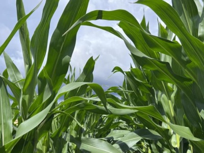 Do 15 września trzeba uzupełnić dokumenty w ramach tego ekoschematu