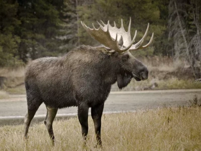 Łoś Emil na torach: czy nowoczesna technologia mogła go obudzić?