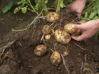 Dramatyczne ceny ziemniaka. Rolnik z woj. zachodniopomorskiego alarmuje