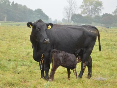 ARiMR: jakie oświadczenie do IRZplus gdy okres międzywycieleniowy krów krótszy niż 320 dni?