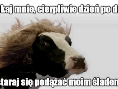 Rajcza: policjanci niczym wytrawni tropiciele znaleźli skradzioną krowę, kierując się kupą