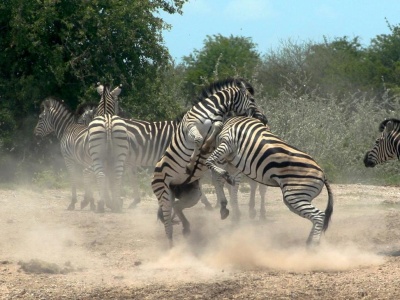 Najlepsze atrakcje Botswany – co warto zobaczyć?