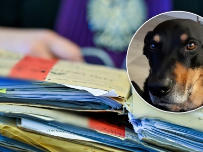 Wyciął nerkę psu ze schroniska i przeszczepił ją rasowemu czworonogowi. Zaskakujący wyrok sądu