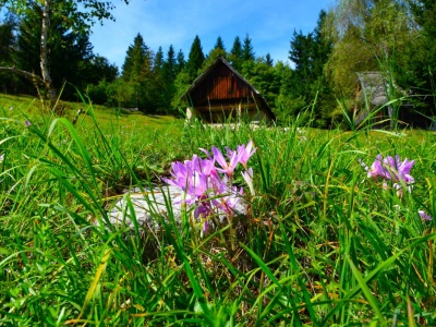 W Tatrach zakwita sobowtór krokusa. Lepiej się nie pomylić, jest niebezpiecznie trujący
