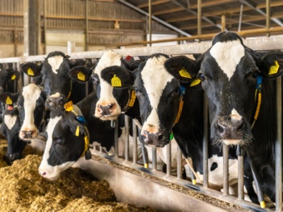 Mniej krów i cieląt. W Polsce spada pogłowie bydła