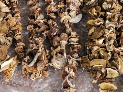 Nie susz tych grzybów. Wystarczy chwila, by zamieniły się w śmiertelną truciznę