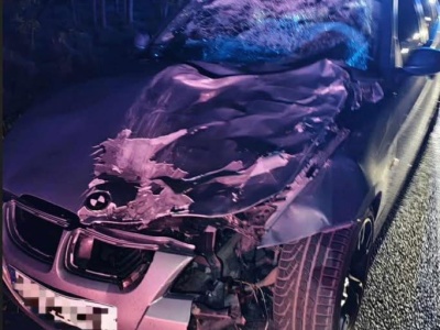 150 kilogramowy jeleń uderzył w rozpędzone BMW.