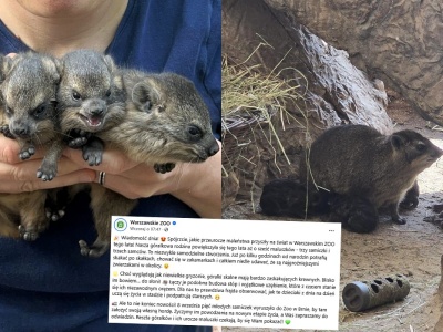 Warszawa: w zoo urodziło się sześć góralek skalnych, gryzoni będących dalekimi kuzynami słoni