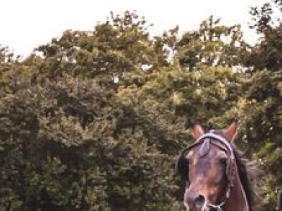 Koń, jaki jest, każdy widzi. Ale warto poznać go lepiej