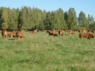 Choroba niebieskiego języka w kolejnym stadzie. Gdzie wykryto ognisko?