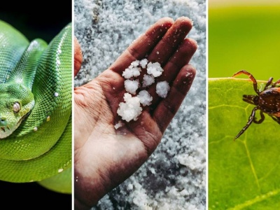 Tego nie uczyli w szkole! 15 pytań o ciekawostki. Prawda czy fałsz?