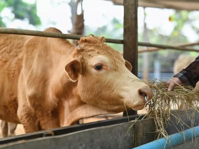 Choroba niebieskiego języka: wybuchło nowe ognisko w Polsce. Gdzie?