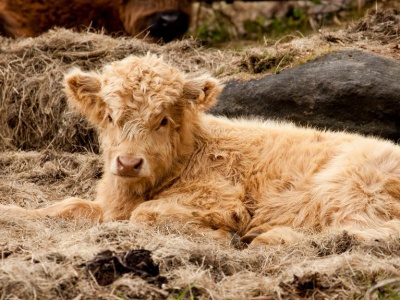 Rolnicy chcą zwolnienia z płyty obornikowej. Krajewski pod ostrzałem