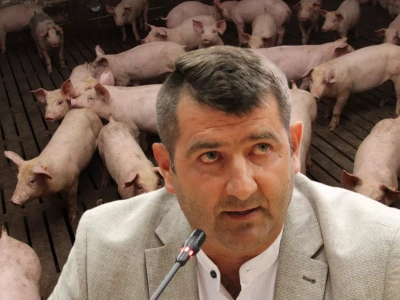 Zamiast świń, zaproponowali mu hodowlę baranów. Dramatyczna relacja rolnika dotycząca ASF