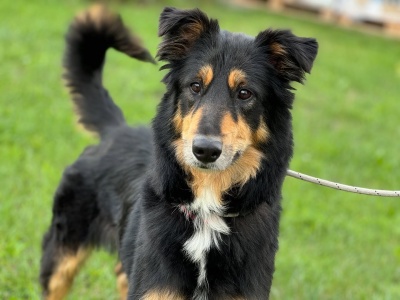 Frytka szuka kochającego domu