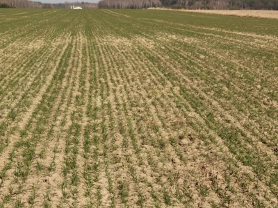 Siew zbóż ozimych. Ekspert radzi, kiedy warto opóźnić termin
