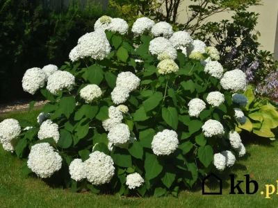 Twój ogród może kwitnąć aż do zimy – ten trik z hortensjami Cię zaskoczy!
