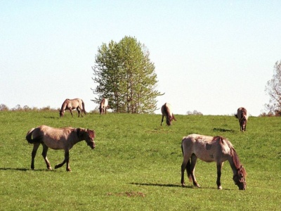 Nazywają je polskim 