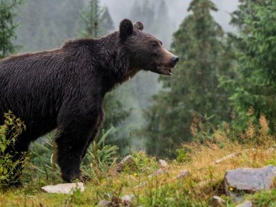 Niedźwiedzie na rzymskich arenach. Pierwsze dowody archeologów