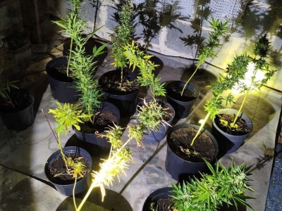 Nielegalna hodowla konopii na Podkarpaciu. Policjanci przejęli 13 krzewów