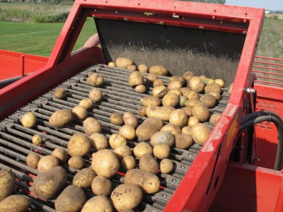 Bakterioza pierścieniowa ziemniaka - nowe przepisy dotyczące sprzedaży bulw podejrzanych o zakażenie