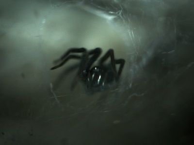 Pająki z Tajwanu zachowują się w niesamowity sposób. Czegoś takiego nie widzieliśmy wcześniej