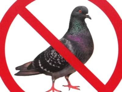 Zadbajmy o nasze miasto - apel o zaprzestanie dokarmiania gołębi!