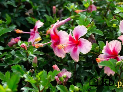 Nie róże, nie piwonie… To właśnie ten krzew podbija ogrody!