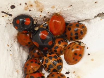 Postaw na parapecie tę roślinę. Biedronki azjatyckie już nie wejdą do domu