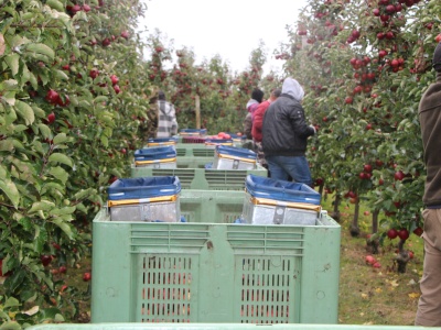 Składka KRUS za pomocnika sadownika – tyle zapłacisz we wrześniu 2025!