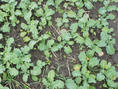 Powschodowa ochrona rzepaku. Sprawdź, jak zwiększyć skuteczność zabiegu