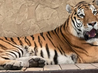 Śląskie ZOO ogłosiło konkurs fotograficzny. Chodzi o pokazanie zwierząt w ciekawy sposób