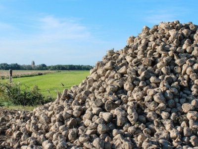 Mniej niemieckiego cukru. Uprawa buraków na najniższym poziomie od pięciu lat