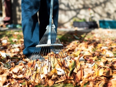 Co zrobić z liśćmi i gałęziami na działce? Sprawdź legalne metody