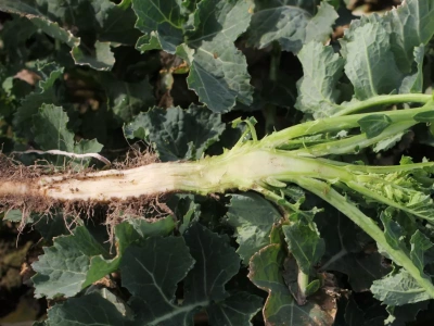 Nawożenie rzepaku jesienią. Dawki boru, manganu i molibdenu