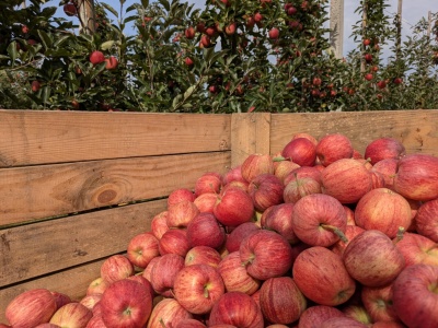 Gospodarstwo w zagłębiu sadowniczym? Same plusy czy niekoniecznie?