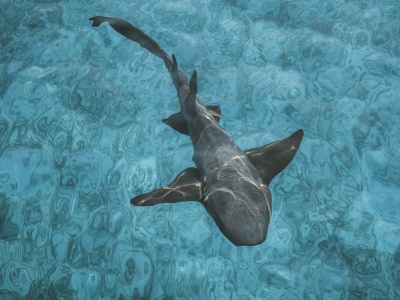 Pomarańczowy rekin z Kostaryki. Czegoś takiego jeszcze nie było