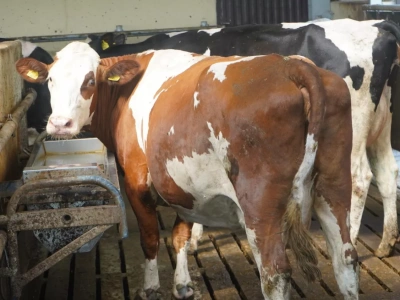 Za gruba czy za chuda? Naukowcy sprawdzili, jak kondycja krów wpływa na mleczność