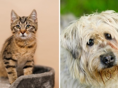 Galeria pod psem i kotem  (Odc.383) [ Wiadomości ]